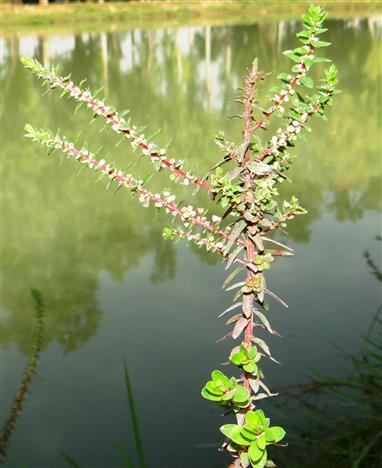 Gonostegia pentandra